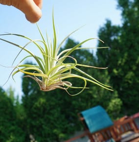 Will Airplants Be the Next Big Trend?