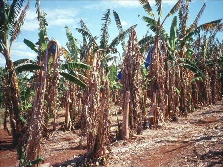 Panama Disease