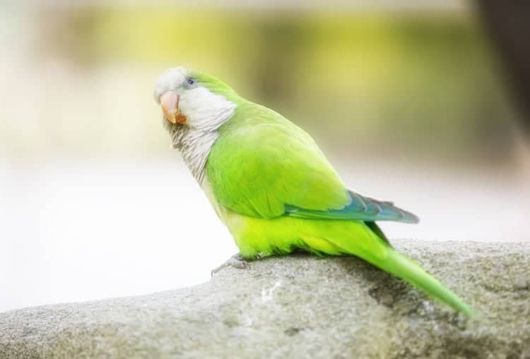 Quaker parrot