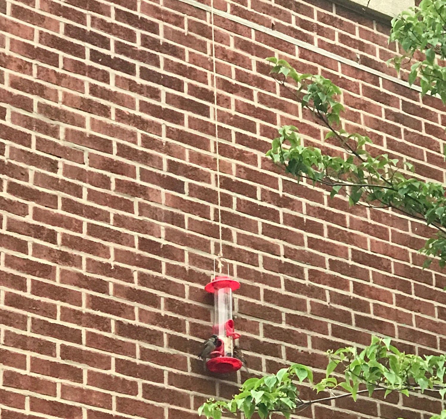 A bird feeder hanging outside a brick college dormitory