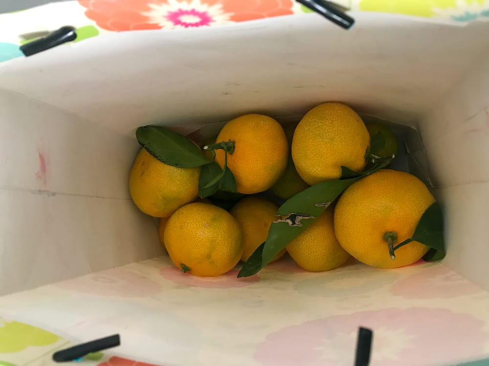 Fruit grown in Zadar, Croatia.