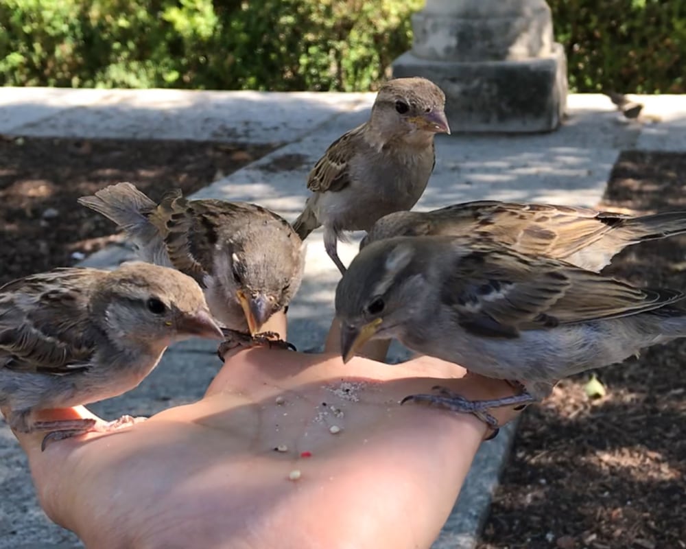 Five house sparrows sharing a meal in Rocky’s hand in Madrid