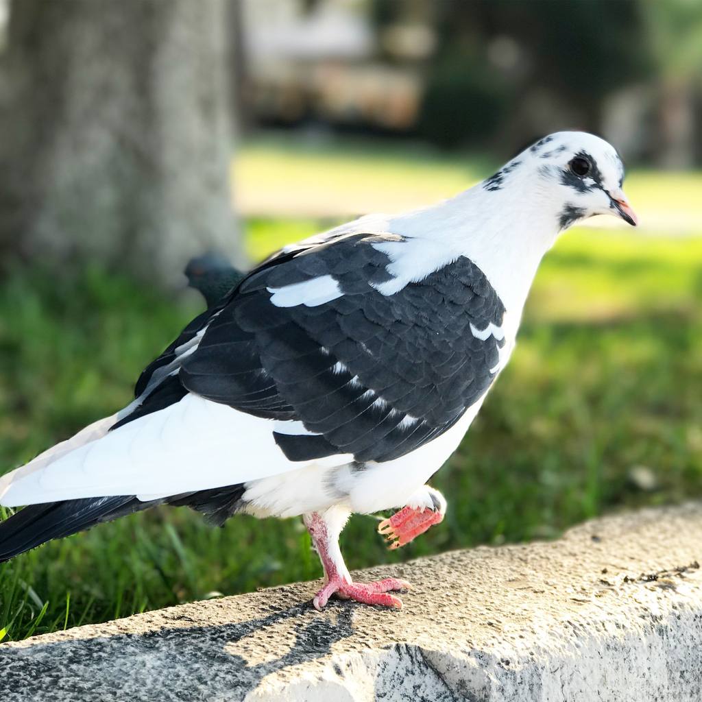 A pied pigeon on the pavement, one leg visibly injured