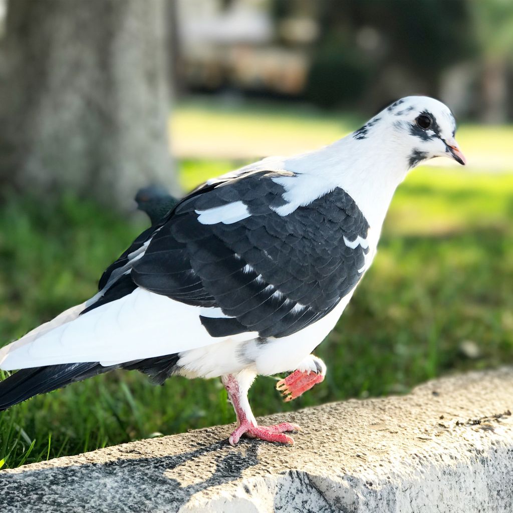 Pigeon Flocks Follow the Leader