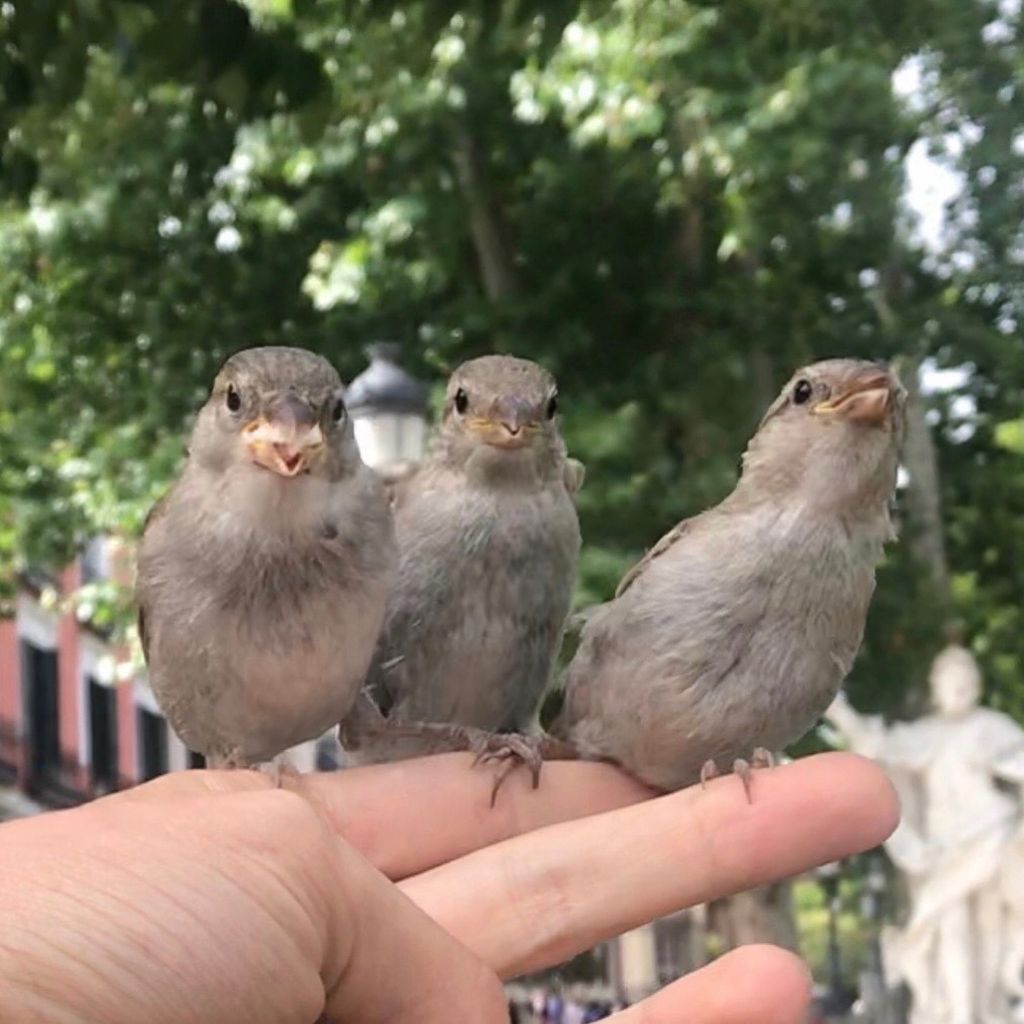 Three sparrows sitting on my hand