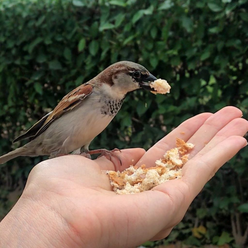 Male sparrow