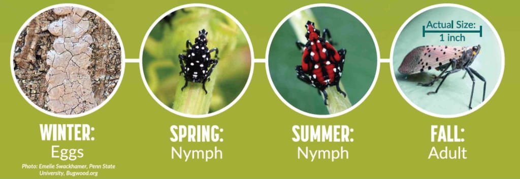 Stages of The Spotted Lanternfly life cycle