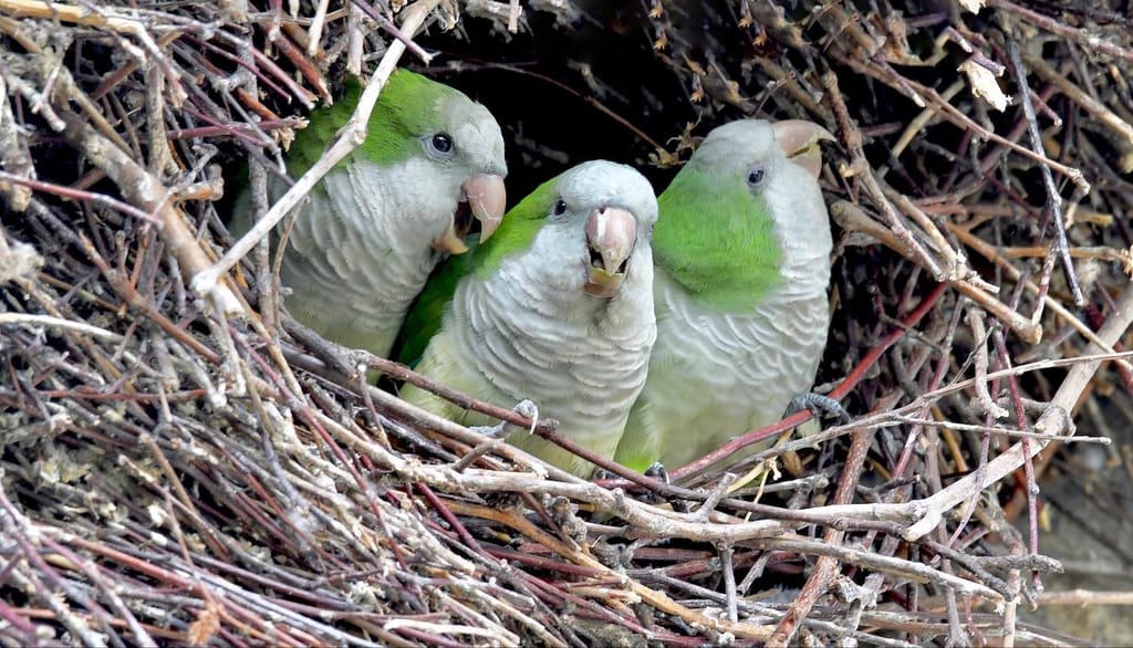 Quaker monk parakeets in nest