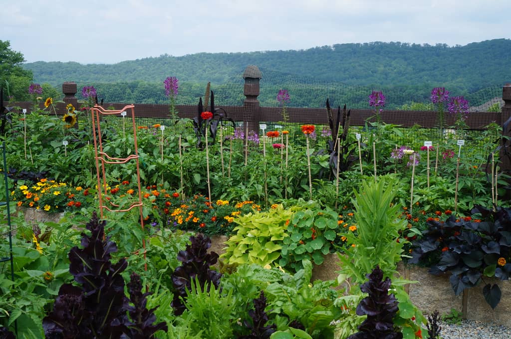 Chef Garden