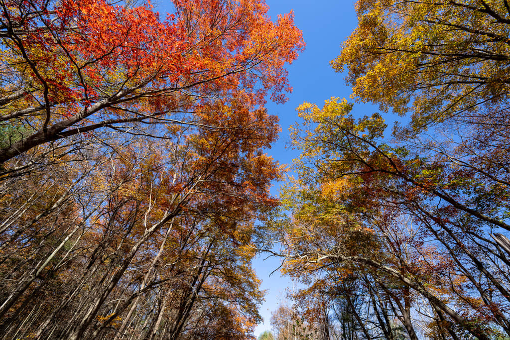 Autumn leaves