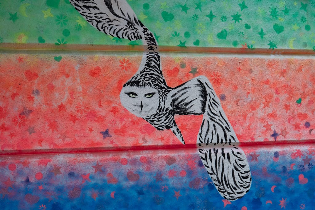 Snowy Owl by Mike Fernandez