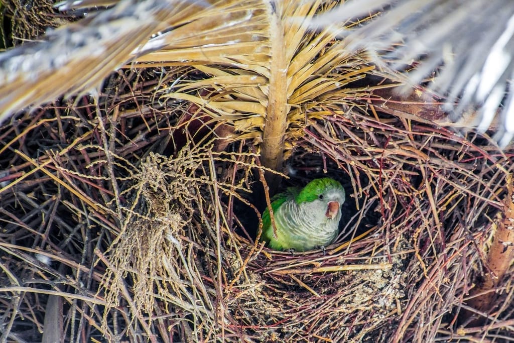Quaker Parrot in nest