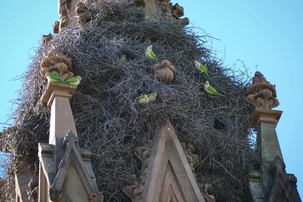 Huge nest