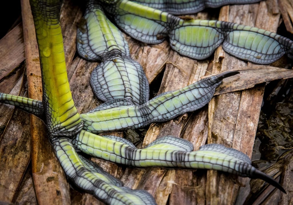 Coots have specialized feet
