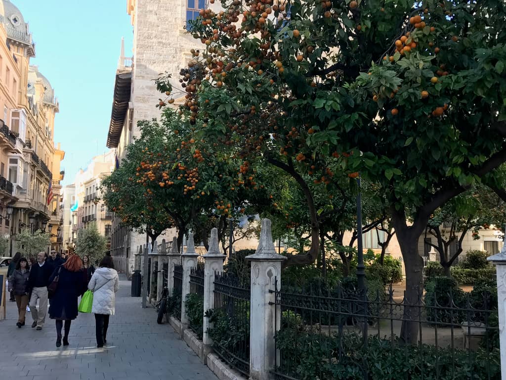 Oranges in Valencia