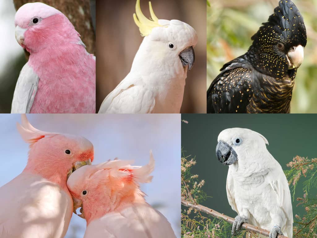 Cockatoos