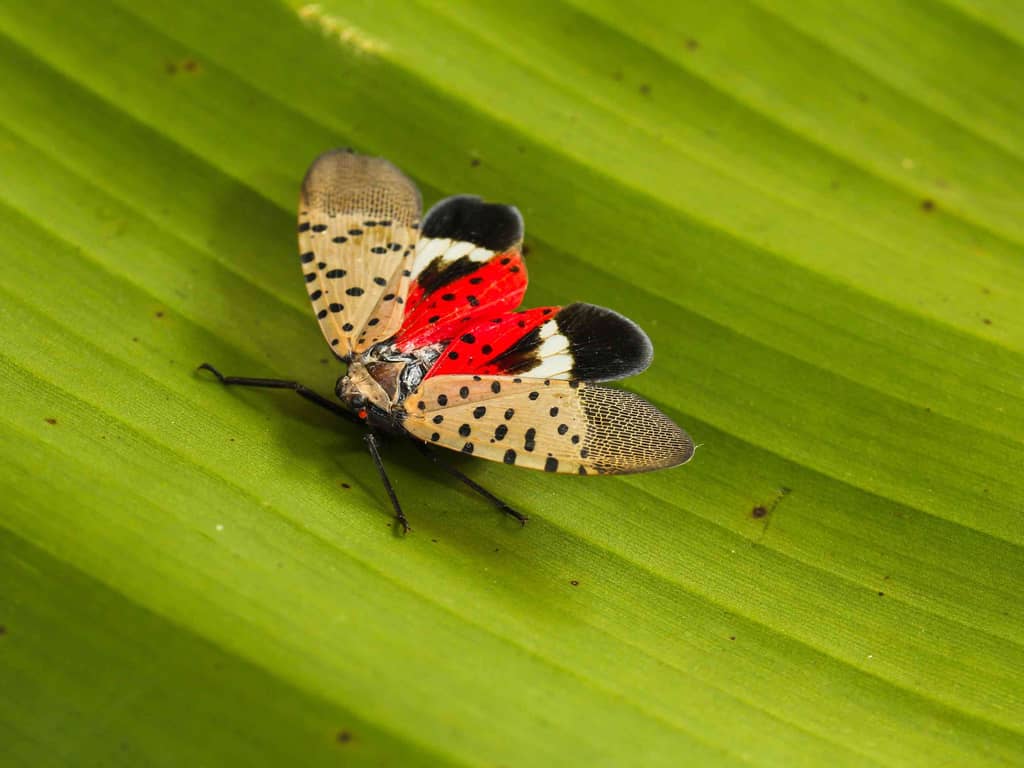 Red wings on a Spotted Lanternfly