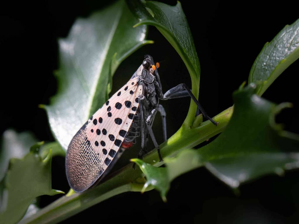 The invasive Spotted Lanternfly travels the world