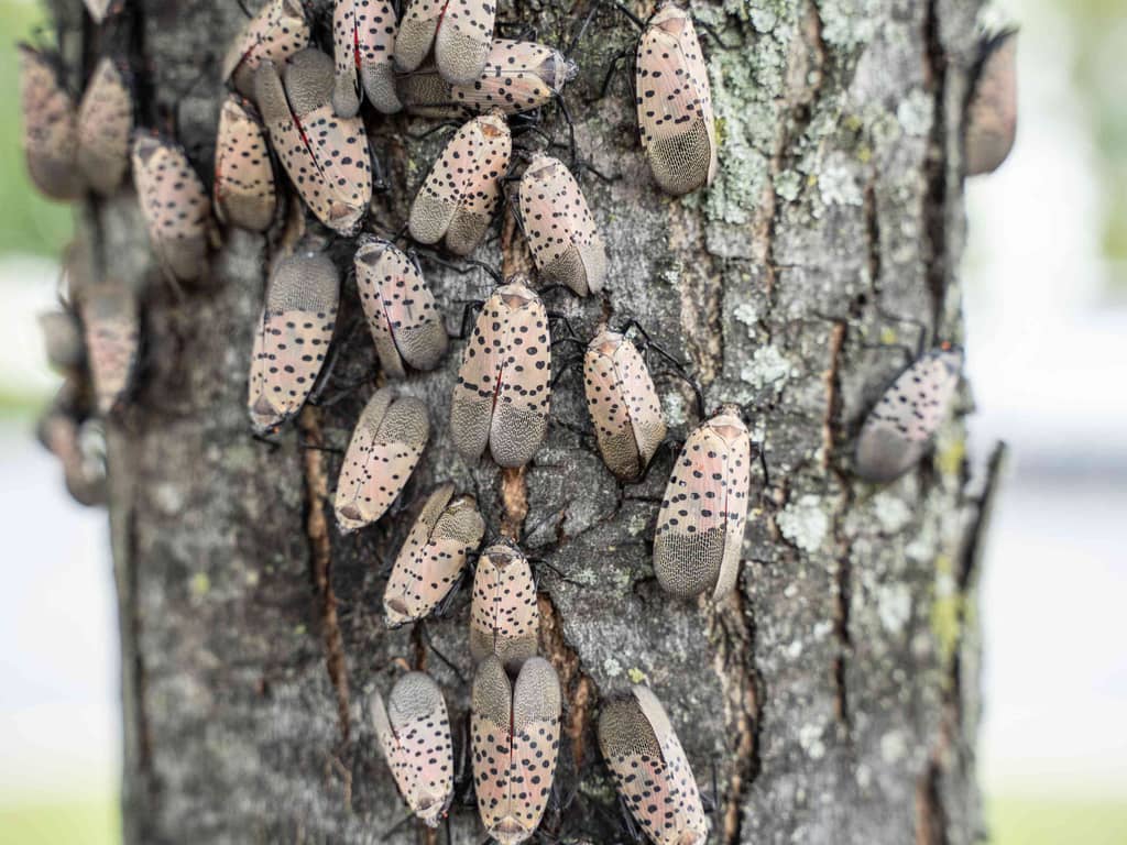 Tree covered with The Spotted Lanternfly