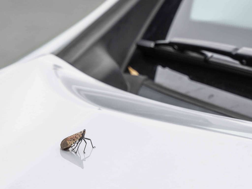 The Spotted Lanternfly standing on a car