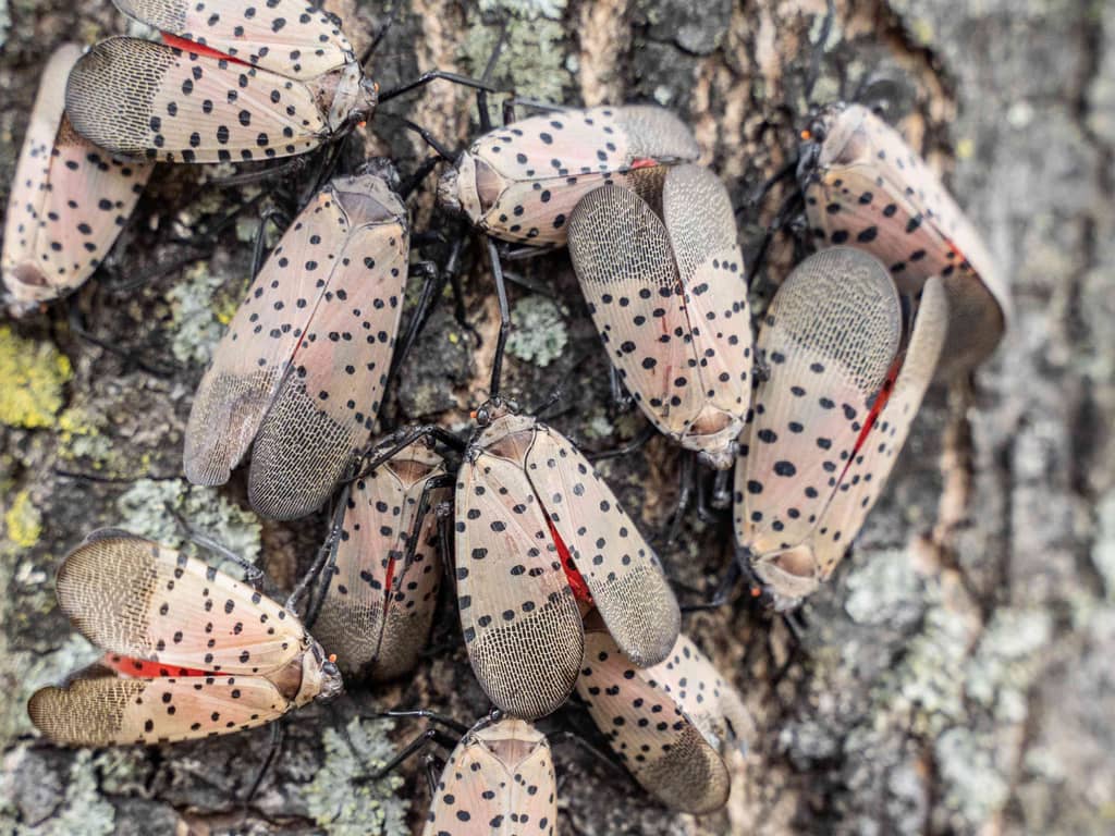 The Spotted Lanternfly infestation covers a tree