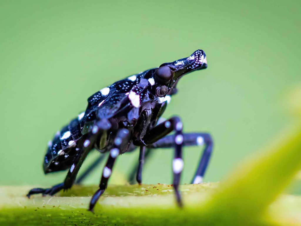 The Spotted Lanternfly nymph