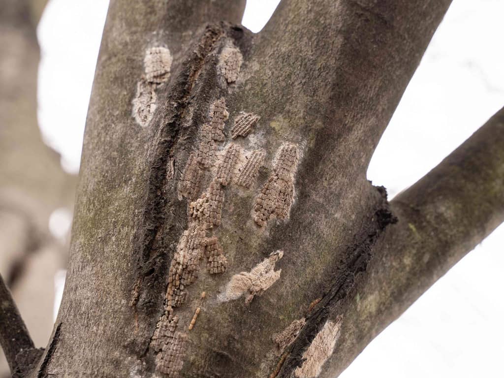 Lanternfly eggs on a tree