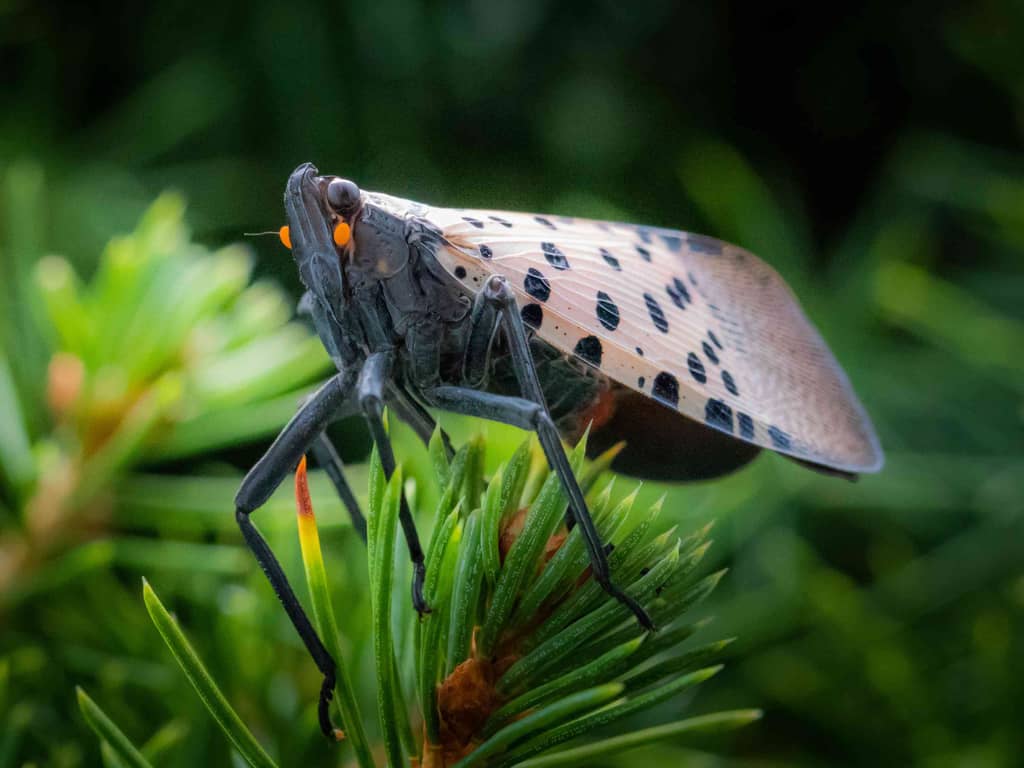 The curious hitchhiker