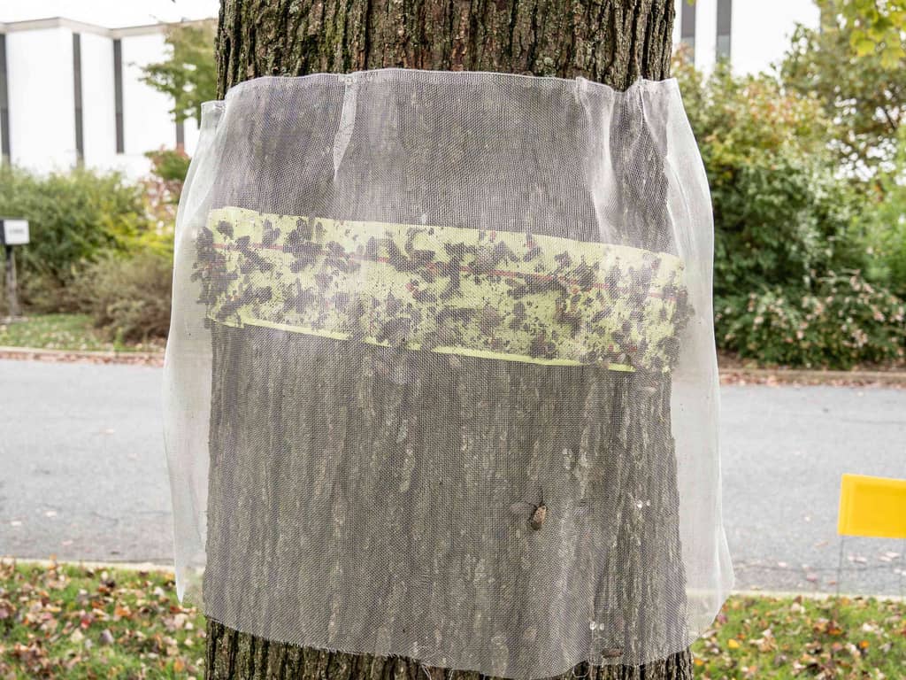 The Spotted Lanternfly trap on a tree