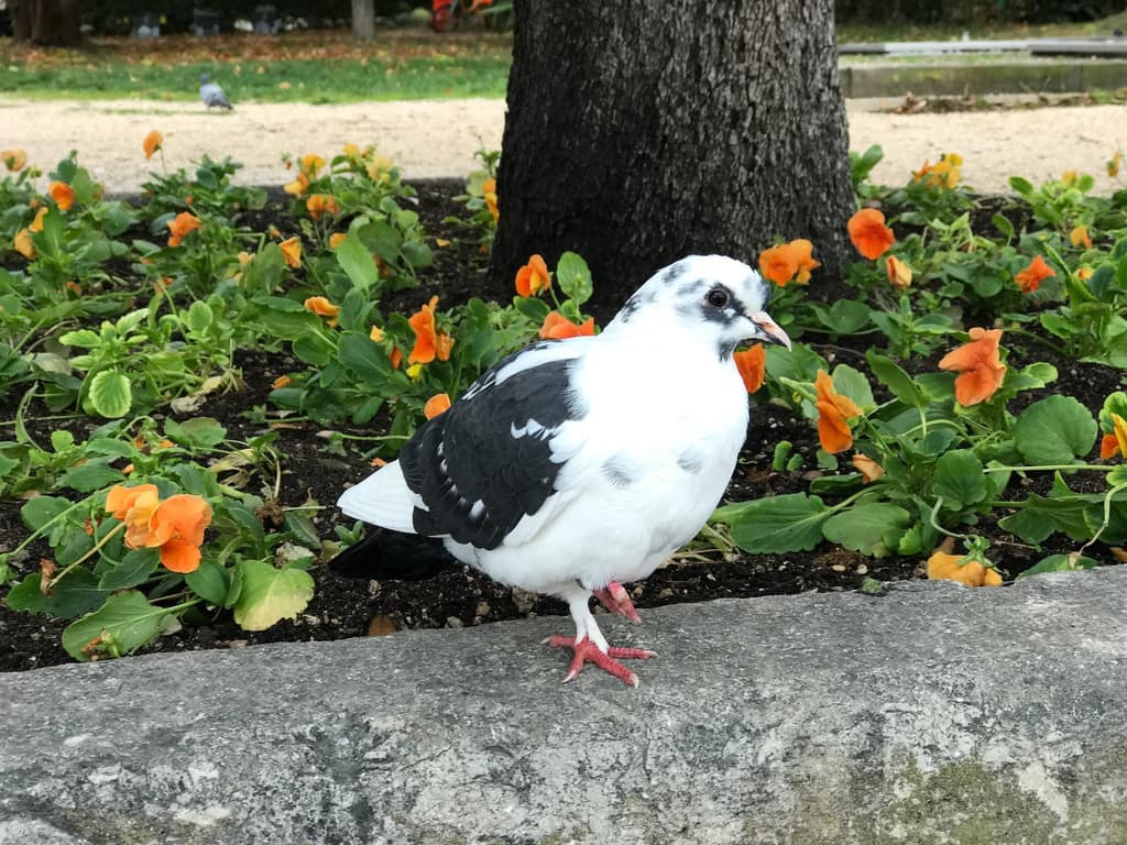 Belle, a white and grey pied pigeon, standing among flowers