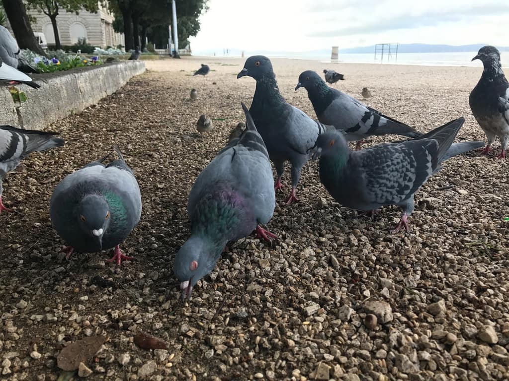A crowd of pigeons feeding on the grass