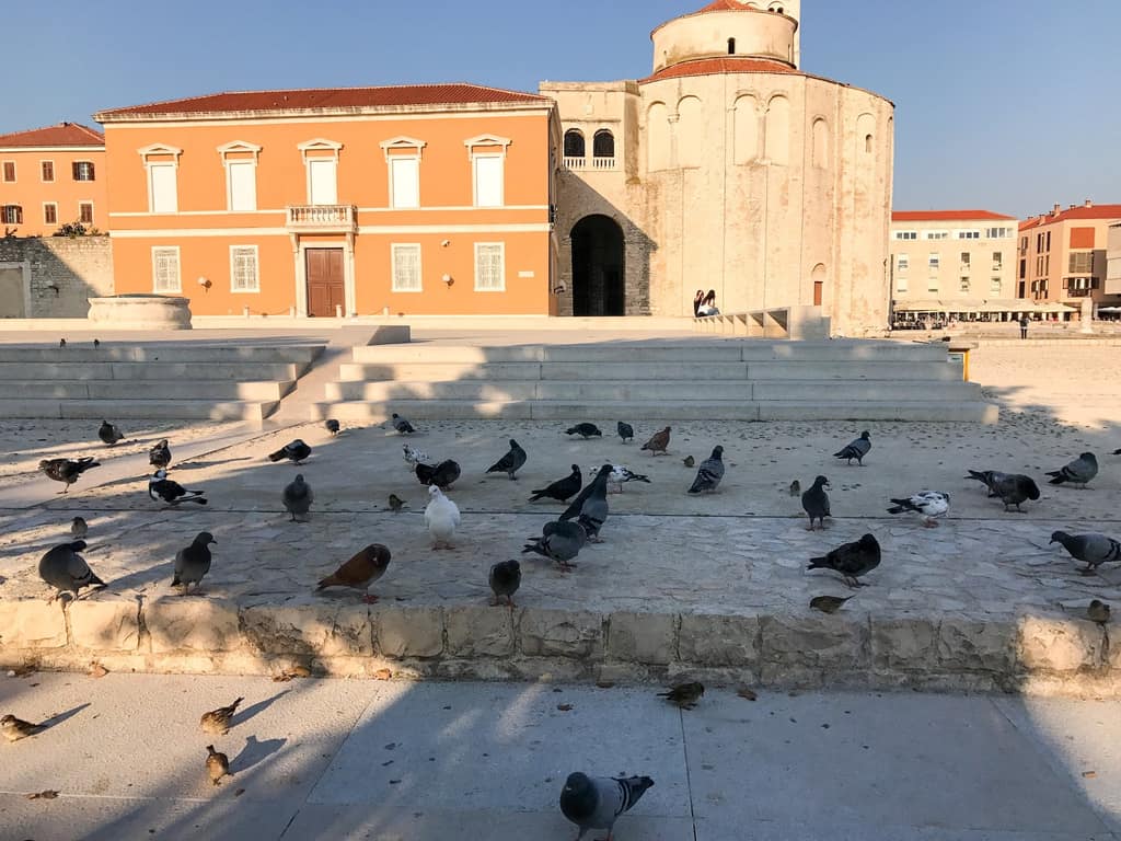 A large flock of pigeons in a Zadar square with the old church behind