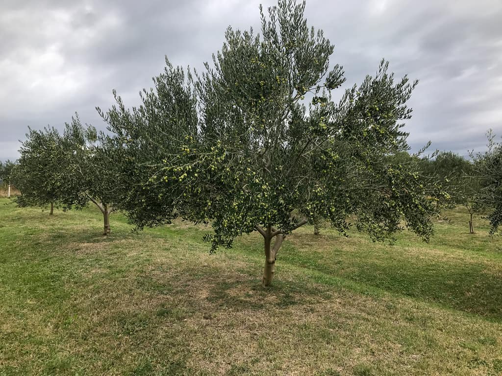 Rows of olive trees under an overcast October sky