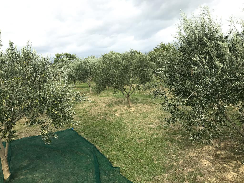 Green netting spread on the ground beneath the olive trees