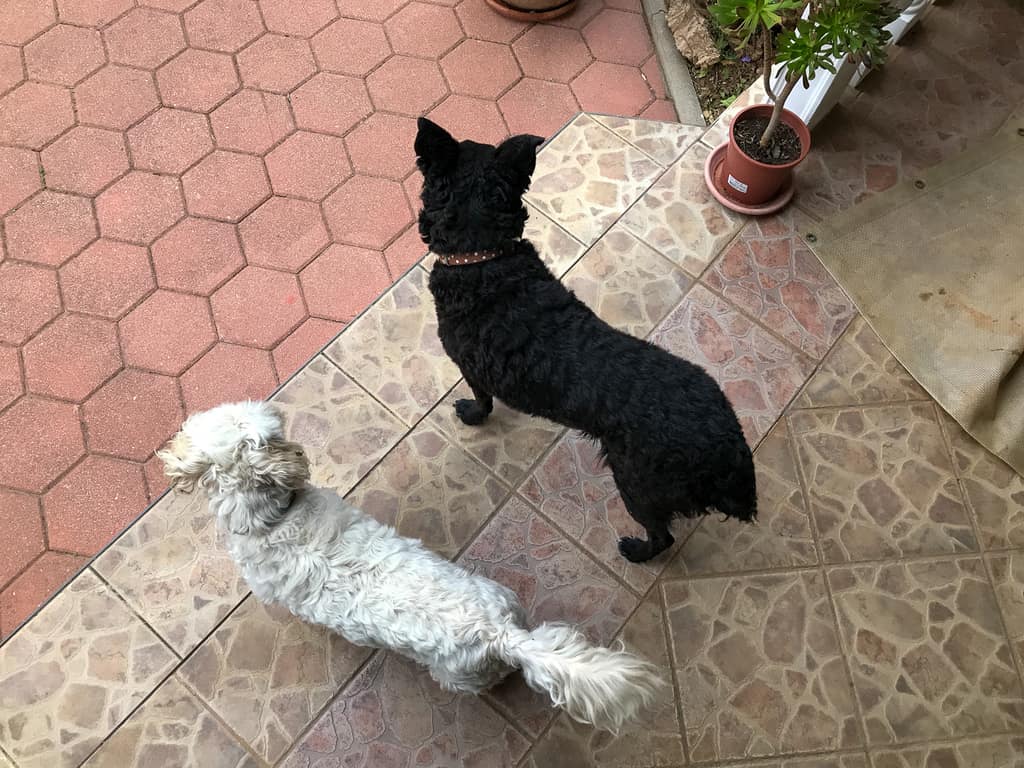 The family’s two dogs on the ground at the olive grove