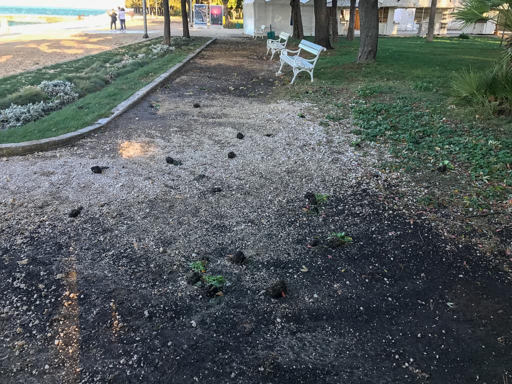 Flowers uprooted and scattered after the storm in Zadar