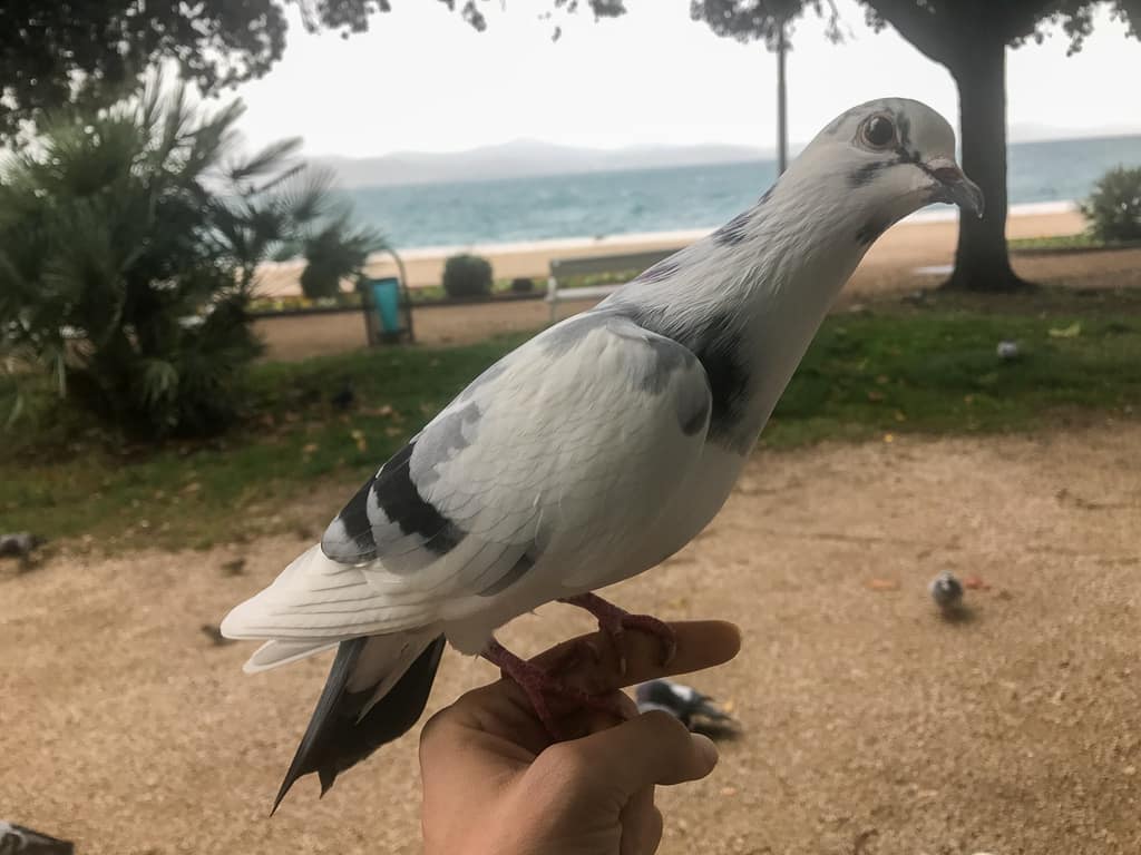 Jesse the pigeon, close up on the grass