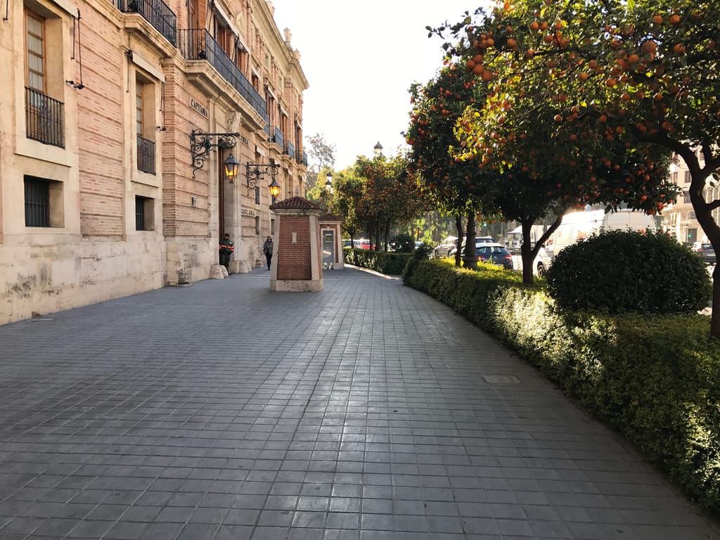 travel to see Spain orange trees