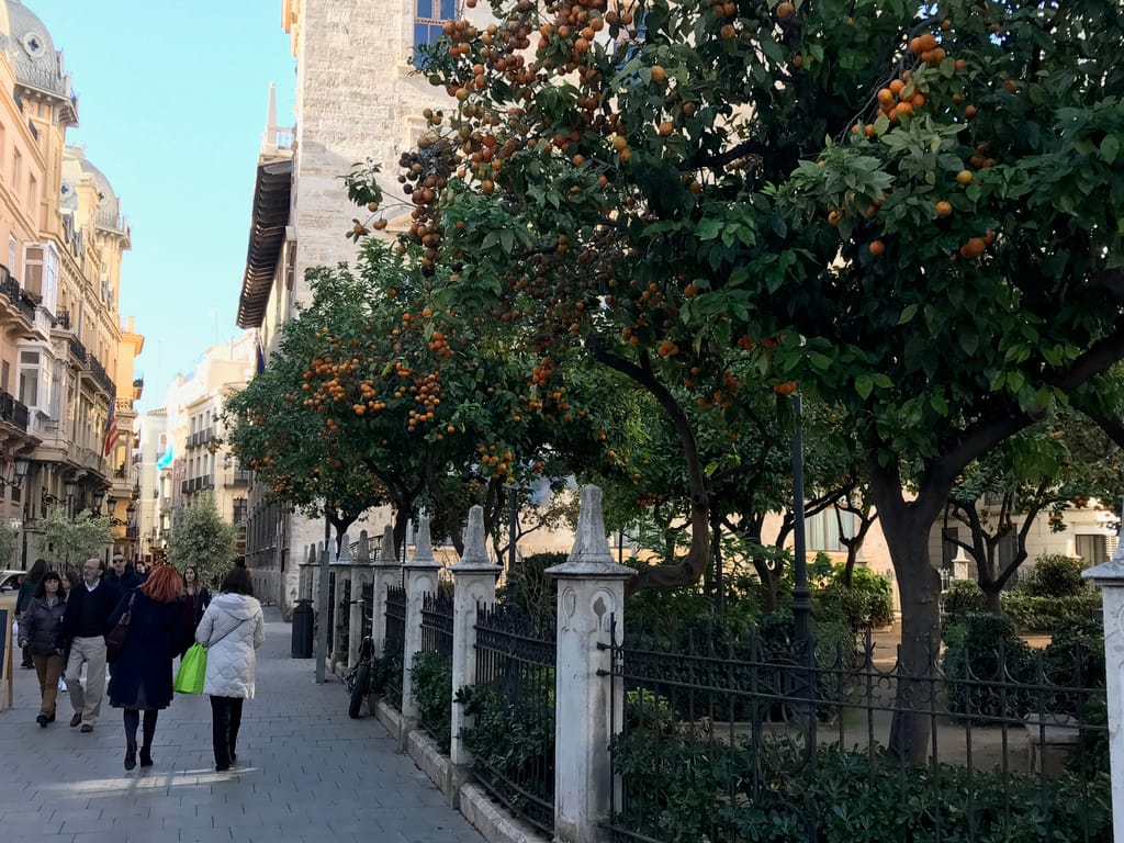 Oranges in Valencia