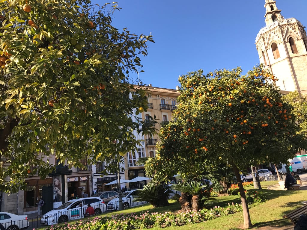 oranges growing in Valencia