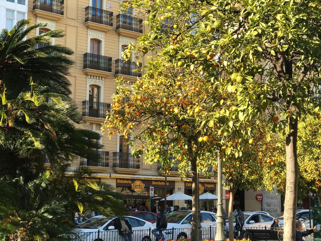 seville oranges in spain