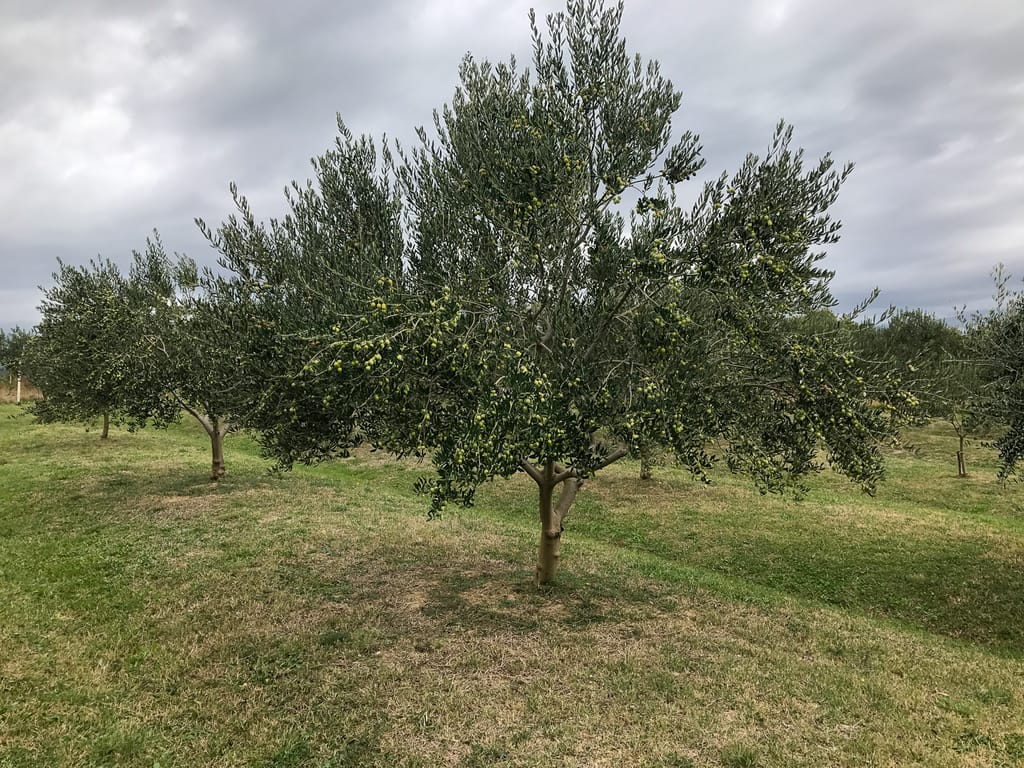 Olives are ready to be harvested in October