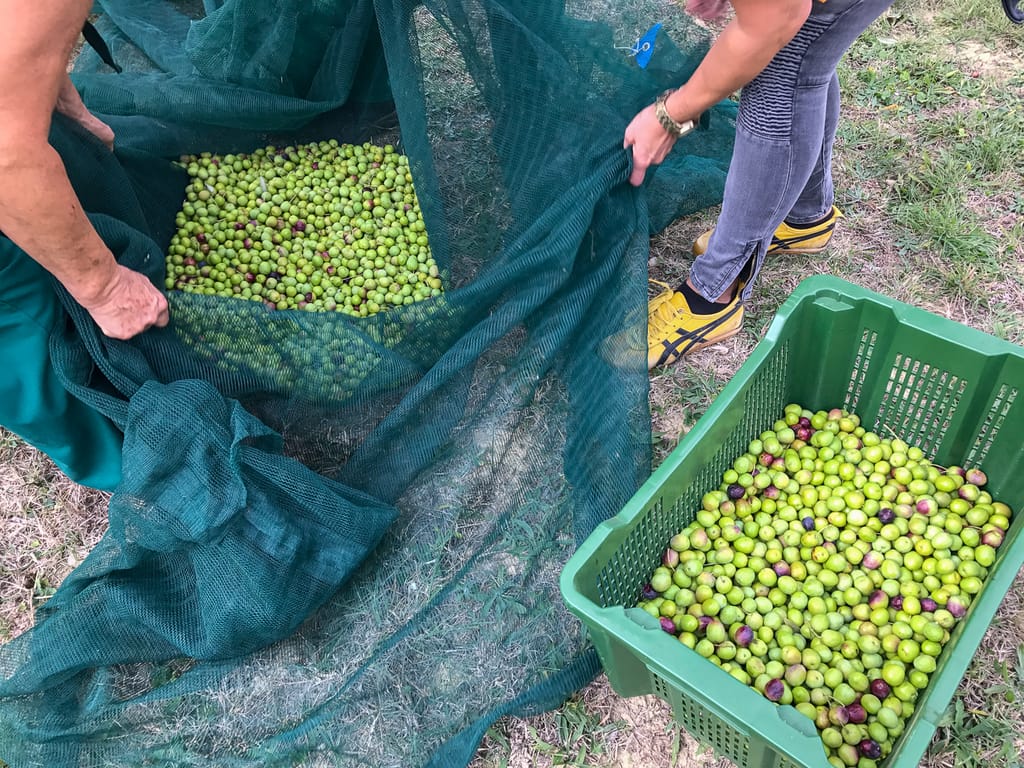 A net to catch your fallen olives saves a lot of time.