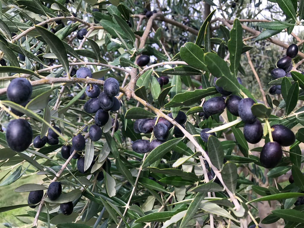 Fully ripe olives turn black
