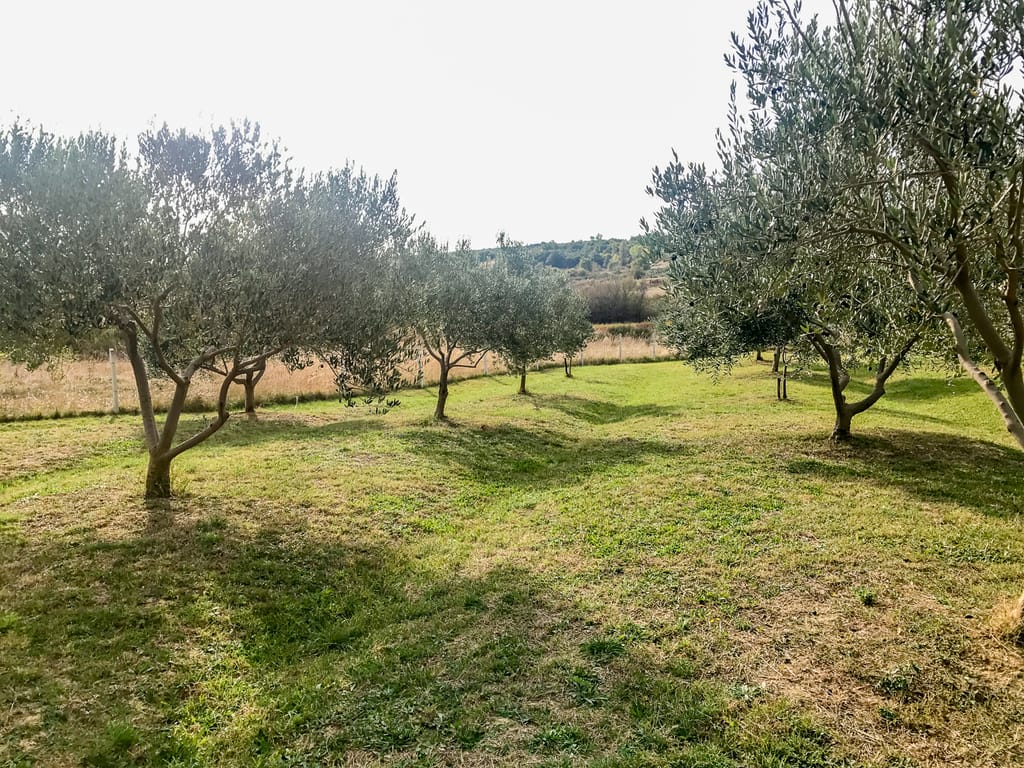 Olive trees grow best on hills where soil drains easily.