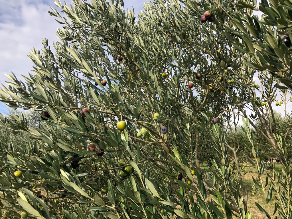 Olives of every color
