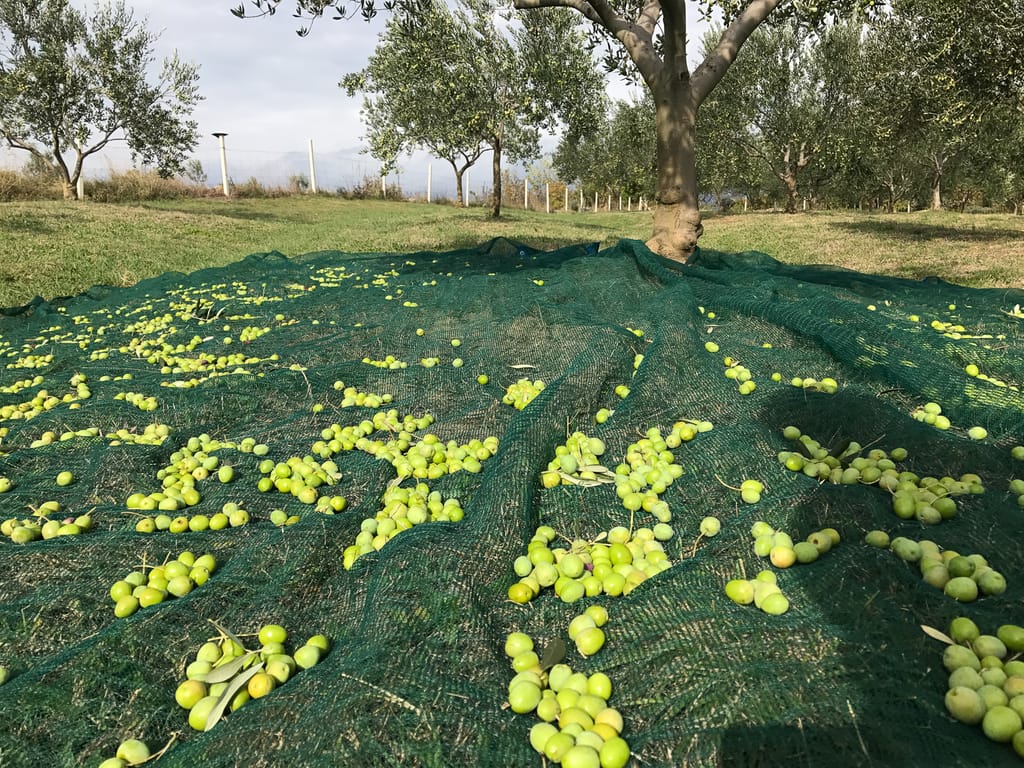 Green olives make the best olive oil