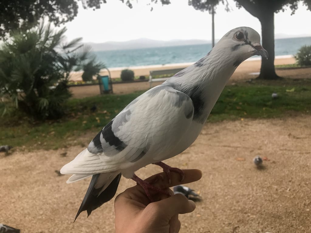 Jesse- my other pigeon friend.