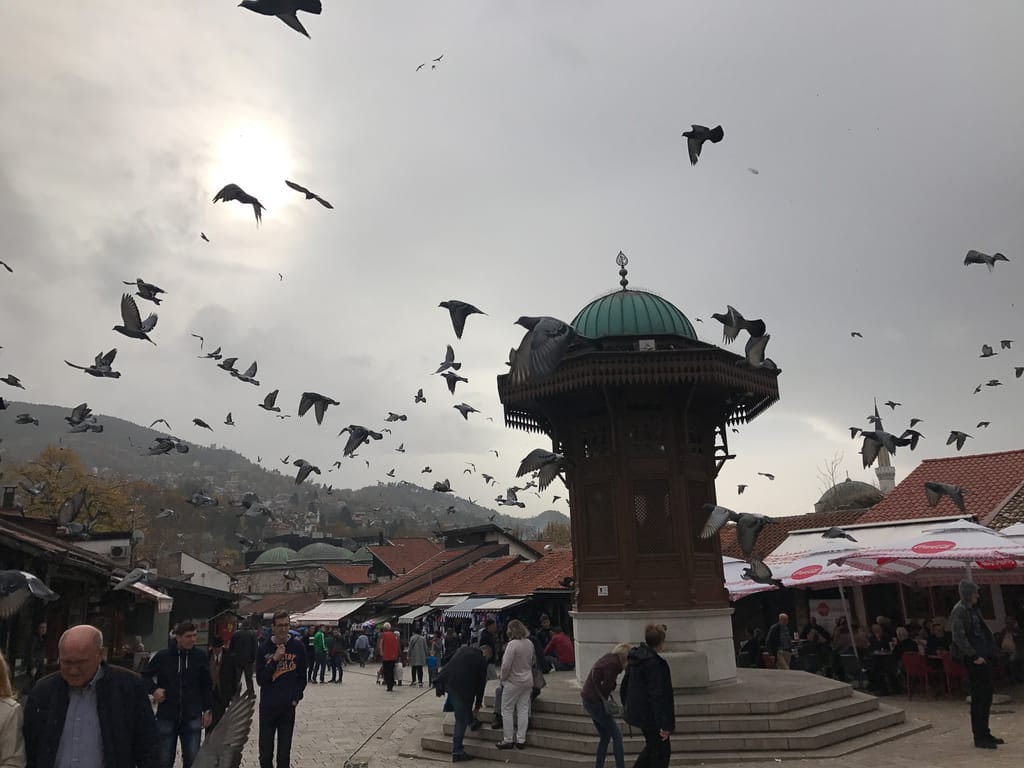 Pigeons flying in the center of Sarajevo