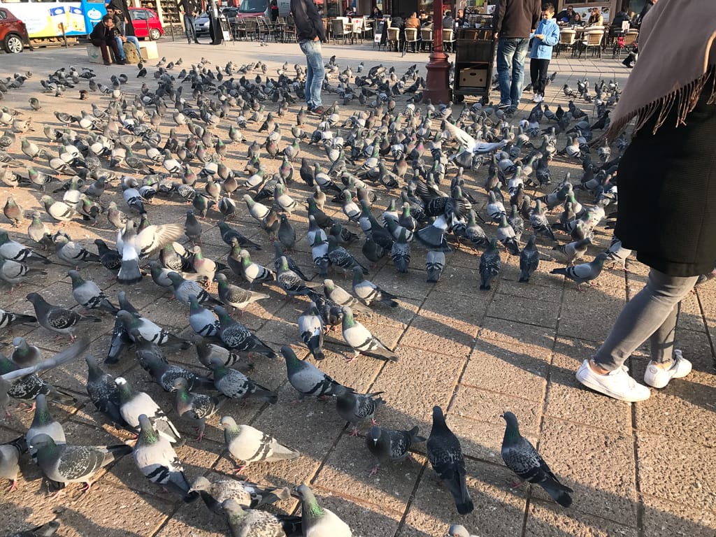 Pigeons at Baščaršija